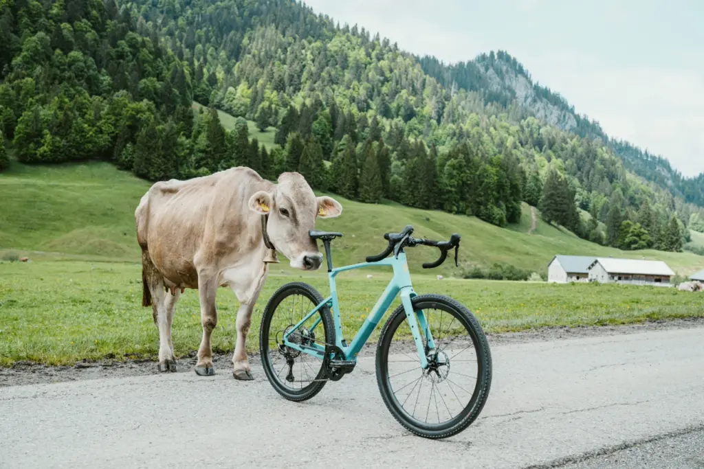 Koe Met Hoofd Tegen Fiets